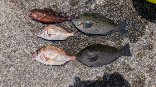 メジナの釣果