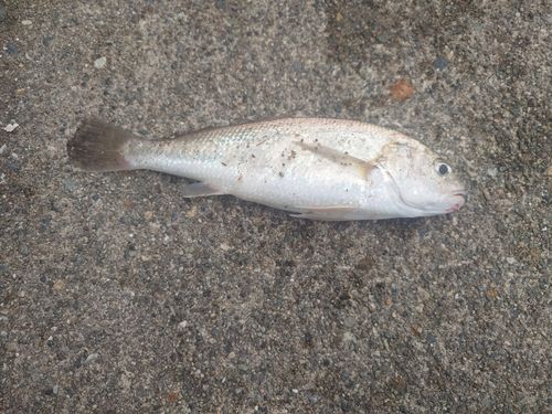 イシモチの釣果