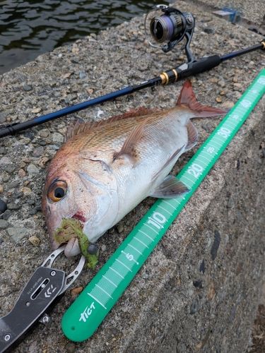 マダイの釣果