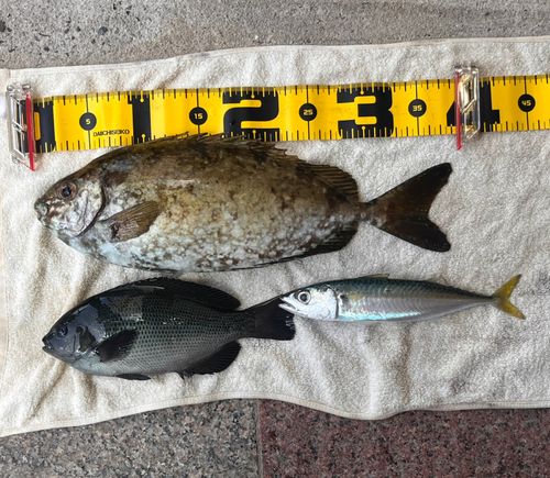 アイゴの釣果