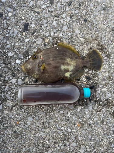 カワハギの釣果