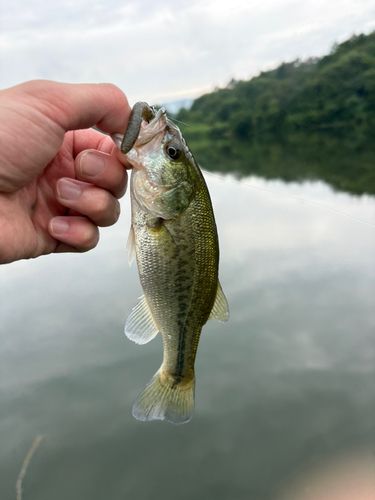 ラージマウスバスの釣果