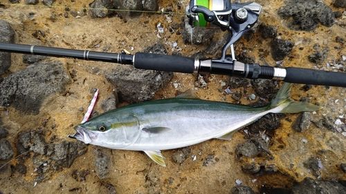ハマチの釣果