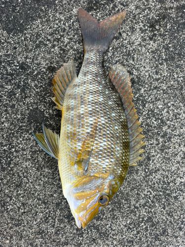 ハマフエフキの釣果