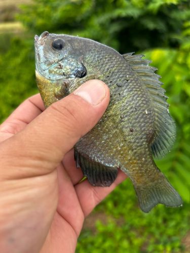 ブルーギルの釣果