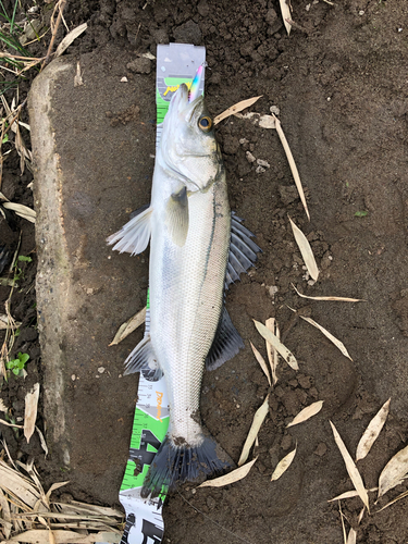 フッコ（マルスズキ）の釣果