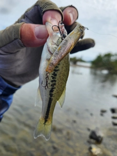 ラージマウスバスの釣果