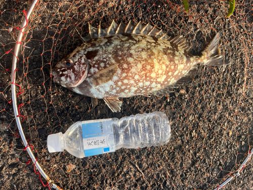 アイゴの釣果
