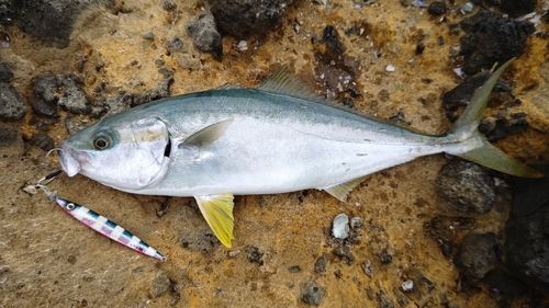 ヒラマサの釣果