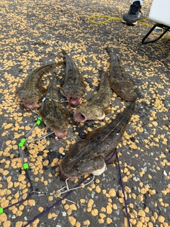 マゴチの釣果