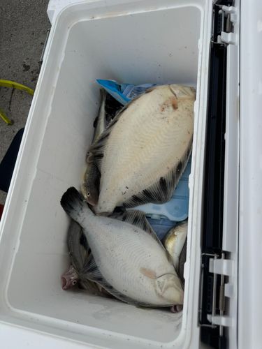 カレイの釣果