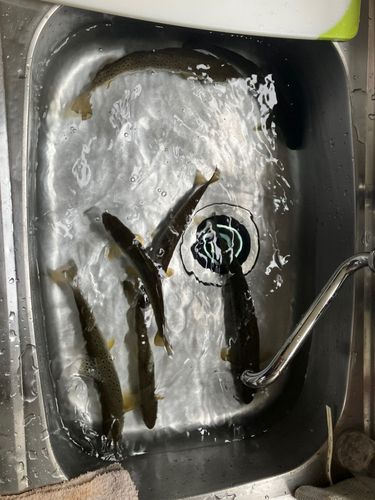 ブラウントラウトの釣果