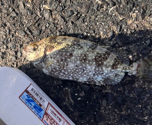 アイゴの釣果