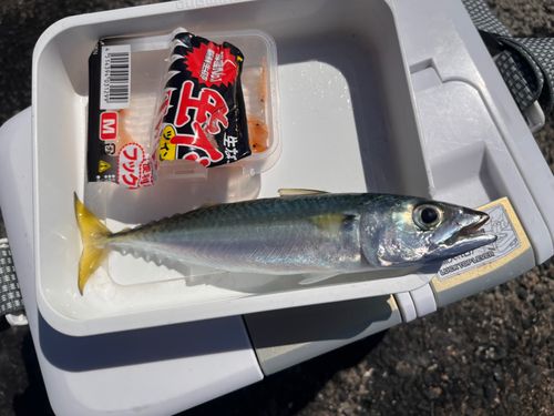 サバの釣果
