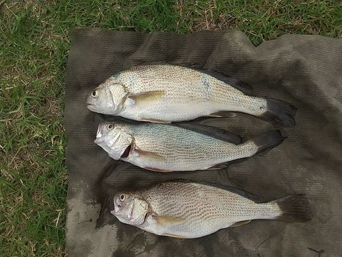 イシモチの釣果