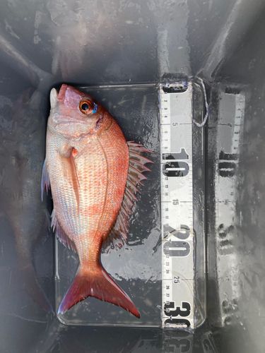 タイの釣果