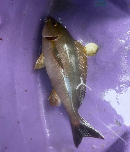 イサキの釣果
