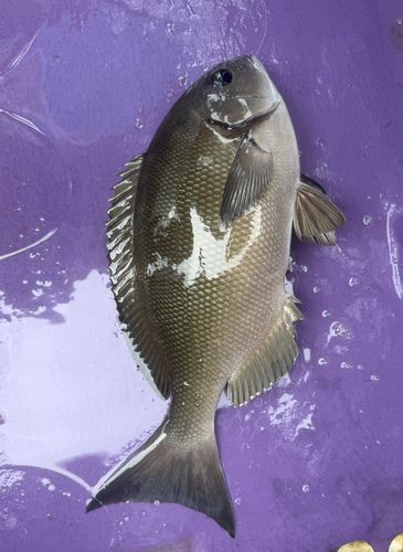 メジナの釣果