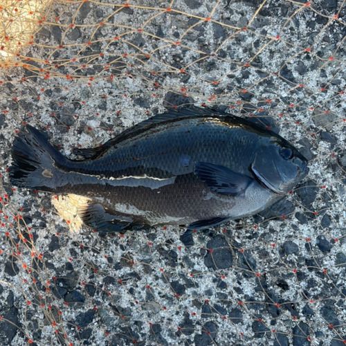 メジナの釣果