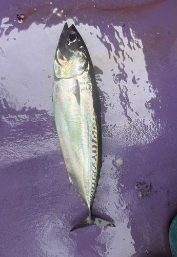 ソウダガツオの釣果