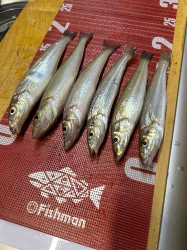 シロギスの釣果