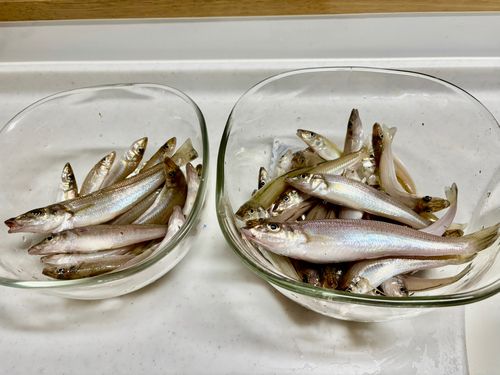 キスの釣果