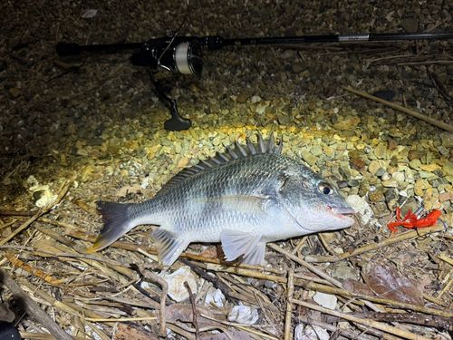 キビレの釣果