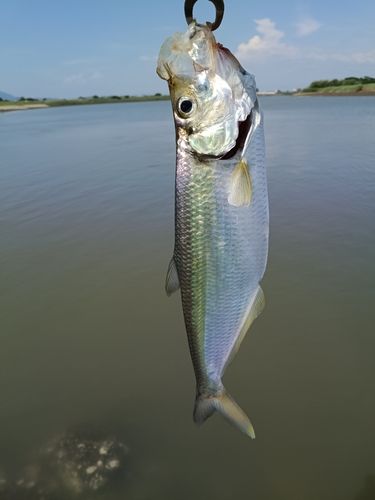 ターポンの釣果