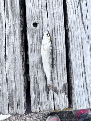 ウグイの釣果