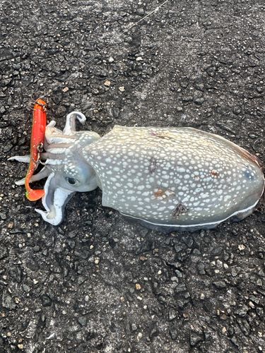シリヤケイカの釣果