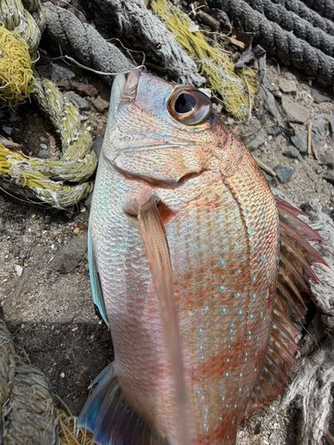 チャリコの釣果