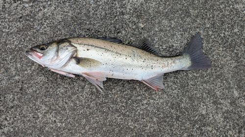 フッコ（マルスズキ）の釣果