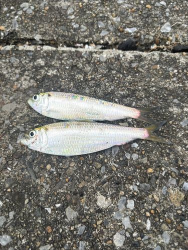 サッパの釣果