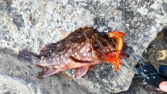 カサゴの釣果