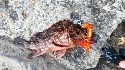 カサゴの釣果
