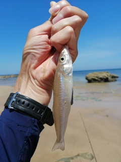 シロギスの釣果