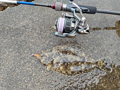 ヒラメの釣果