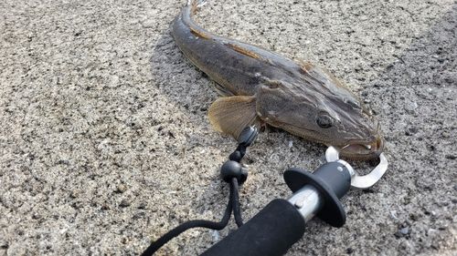 マゴチの釣果