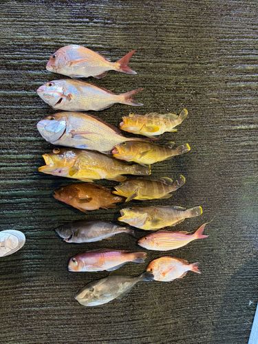 アカアマダイの釣果