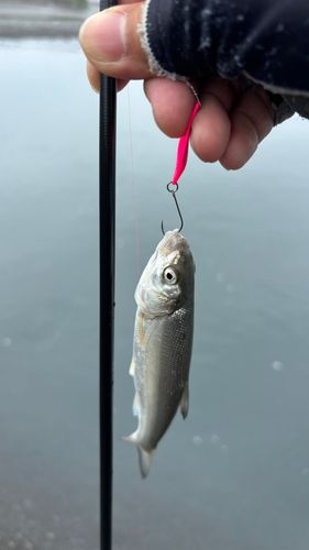 ウグイの釣果