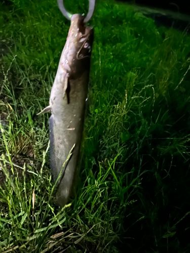 ナマズの釣果
