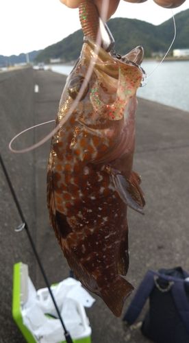アコウの釣果