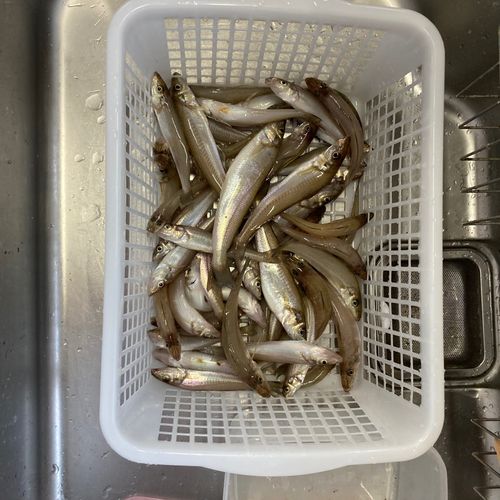 キスの釣果