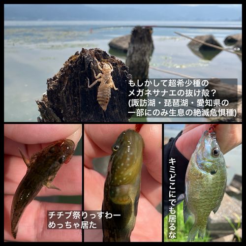 チチブの釣果