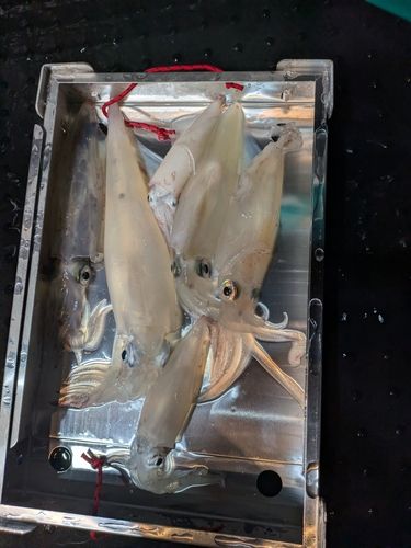 アカイカの釣果