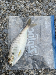 コノシロの釣果