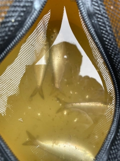 サッパの釣果