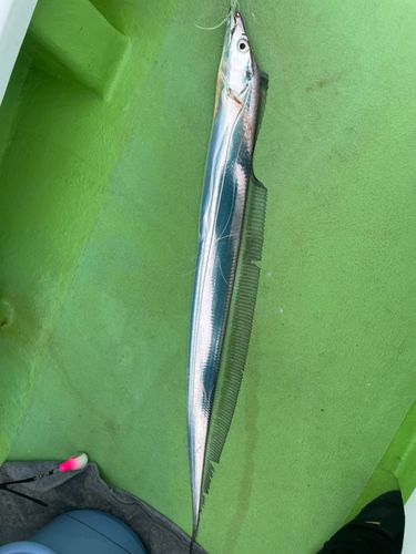 タチウオの釣果