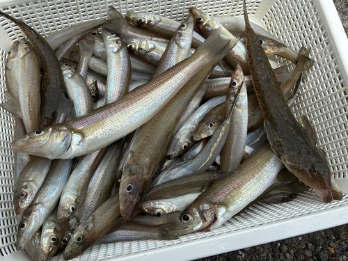 キスの釣果