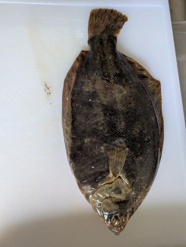 クロガシラガレイの釣果